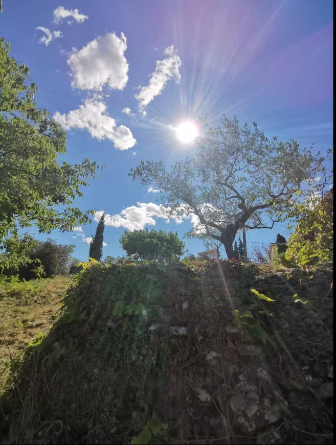 Le Mas - Vue Nature et olivier