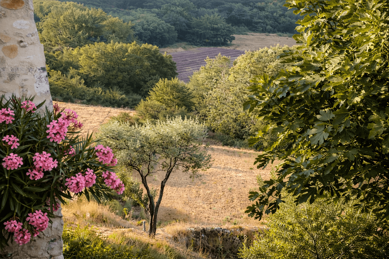 Le domaine du Mas d'Eylieux 3